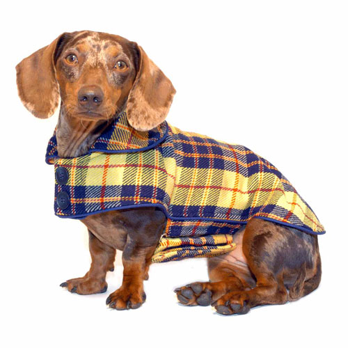 Butterscotch Plaid Dachshund Coat (Reversible)