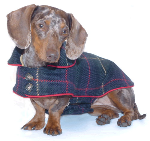 School Plaid Dachshund Coat (Reversible)